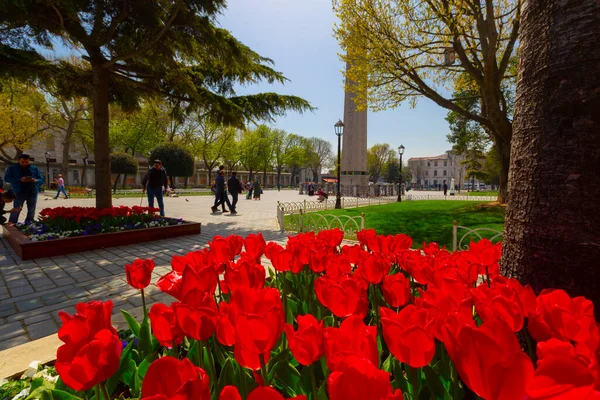Letecká Hagia Sophia Sultanahmet Náměstí Krásné Tulipánové Květy — Stock fotografie