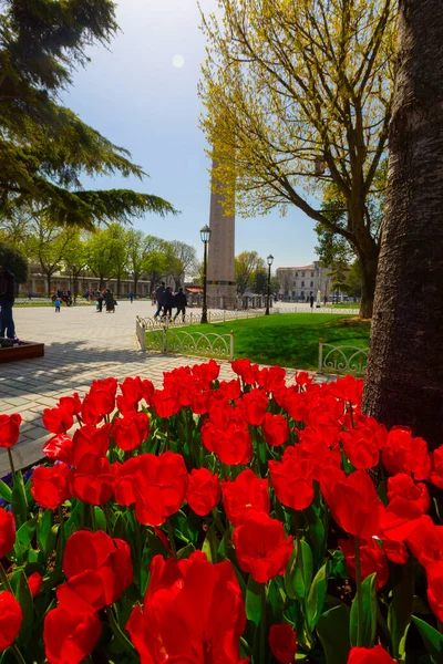 Aerea Hagia Sophia Sultanahmet Piazza Bellissimi Fiori Tulipano — Foto Stock