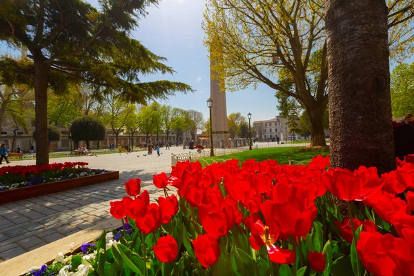 Aerea Hagia Sophia Sultanahmet Piazza Bellissimi Fiori Tulipano — Foto Stock