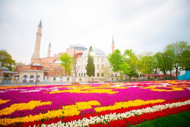 Mavi Cami (Sultanahmet Camii) ve Ayasofya, sarı laleler, İstanbul, Türkiye.