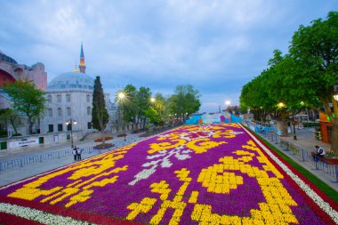 Mavi Cami (Sultanahmet Camii) ve Ayasofya, sarı laleler, İstanbul, Türkiye.