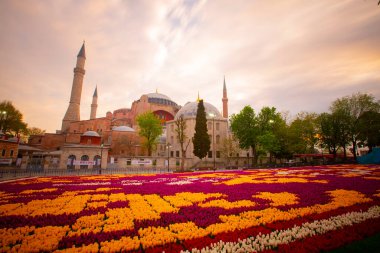 Mavi Cami (Sultanahmet Camii) ve Ayasofya, sarı laleler, İstanbul, Türkiye.