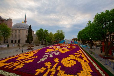 Mavi Cami (Sultanahmet Camii) ve Ayasofya, sarı laleler, İstanbul, Türkiye.