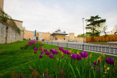 Mavi Cami (Sultanahmet Camii) ve Ayasofya, sarı laleler, İstanbul, Türkiye.