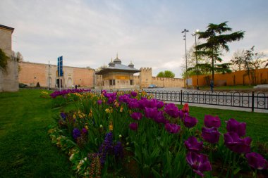 Mavi Cami (Sultanahmet Camii) ve Ayasofya, sarı laleler, İstanbul, Türkiye.