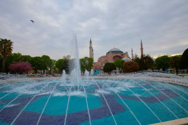 Mavi Cami (Sultanahmet Camii) ve Ayasofya, sarı laleler, İstanbul, Türkiye.