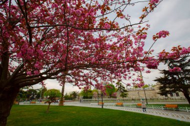 Mavi Cami (Sultanahmet Camii) ve Ayasofya, sarı laleler, İstanbul, Türkiye.