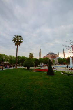 Mavi Cami (Sultanahmet Camii) ve Ayasofya, sarı laleler, İstanbul, Türkiye.
