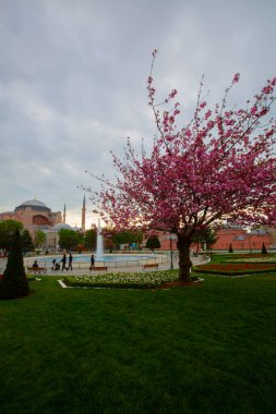 Mavi Cami (Sultanahmet Camii) ve Ayasofya, sarı laleler, İstanbul, Türkiye.