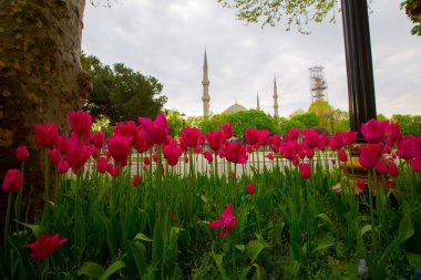 Mavi Cami (Sultanahmet Camii) ve Ayasofya, sarı laleler, İstanbul, Türkiye.