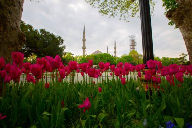 Mavi Cami (Sultanahmet Camii) ve Ayasofya, sarı laleler, İstanbul, Türkiye.