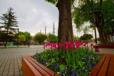Mavi Cami (Sultanahmet Camii) ve Ayasofya, sarı laleler, İstanbul, Türkiye.