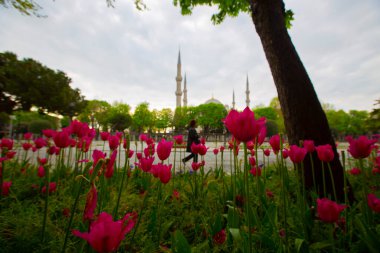 Mavi Cami (Sultanahmet Camii) ve Ayasofya, sarı laleler, İstanbul, Türkiye.
