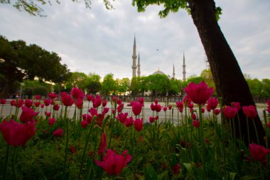 Mavi Cami (Sultanahmet Camii) ve Ayasofya, sarı laleler, İstanbul, Türkiye.