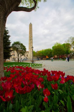 Mavi Cami (Sultanahmet Camii) ve Ayasofya, sarı laleler, İstanbul, Türkiye.