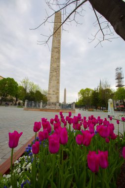 Mavi Cami (Sultanahmet Camii) ve Ayasofya, sarı laleler, İstanbul, Türkiye.