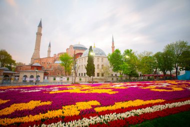 Mavi Cami (Sultanahmet Camii) ve Ayasofya, sarı laleler, İstanbul, Türkiye.