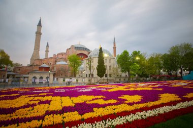 Mavi Cami (Sultanahmet Camii) ve Ayasofya, sarı laleler, İstanbul, Türkiye.