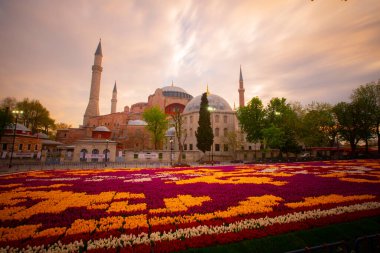 Mavi Cami (Sultanahmet Camii) ve Ayasofya, sarı laleler, İstanbul, Türkiye.