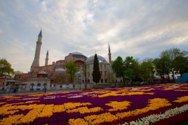 Mavi Cami (Sultanahmet Camii) ve Ayasofya, sarı laleler, İstanbul, Türkiye.