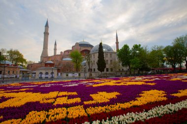 Mavi Cami (Sultanahmet Camii) ve Ayasofya, sarı laleler, İstanbul, Türkiye.