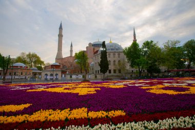 Mavi Cami (Sultanahmet Camii) ve Ayasofya, sarı laleler, İstanbul, Türkiye.
