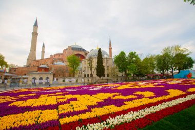 Mavi Cami (Sultanahmet Camii) ve Ayasofya, sarı laleler, İstanbul, Türkiye.
