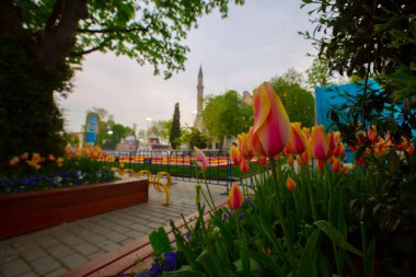 Mavi Cami (Sultanahmet Camii) ve Ayasofya, sarı laleler, İstanbul, Türkiye.