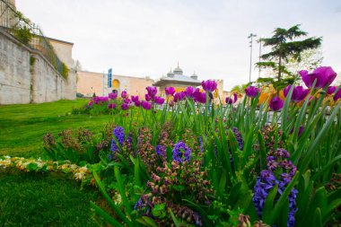 Mavi Cami (Sultanahmet Camii) ve Ayasofya, sarı laleler, İstanbul, Türkiye.