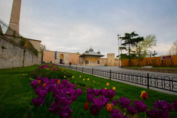 Moschea Blu Moschea Sultanahmet Santa Sofia Tulipani Gialli Istanbul Turchia — Foto Stock