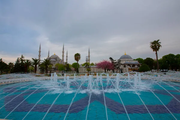 Moschea Blu Moschea Sultanahmet Santa Sofia Tulipani Gialli Istanbul Turchia — Foto Stock