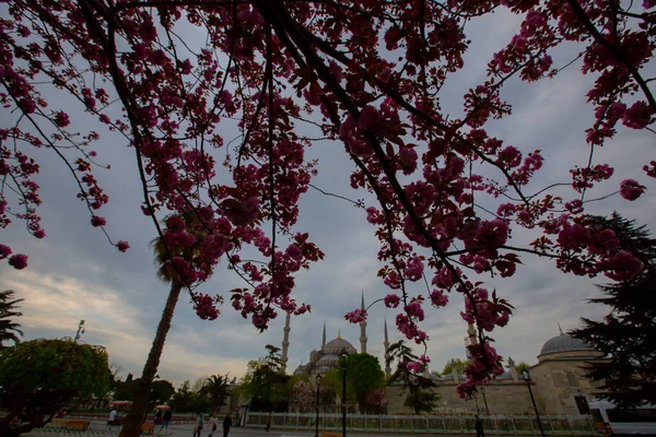 ブルーモスク スルタナメット モスク とハギア ソフィア 黄色のチューリップ イスタンブール トルコ — ストック写真
