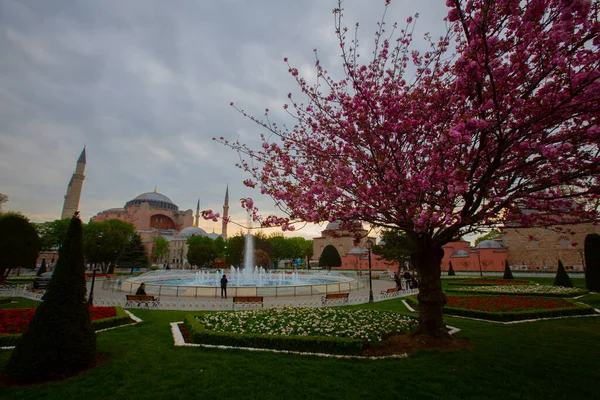 Mezquita Azul Mezquita Sultanahmet Santa Sofía Tulipanes Amarillos Estambul Turquía — Foto de Stock