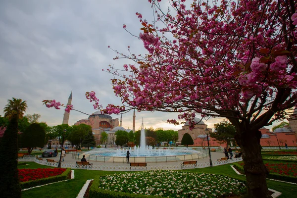 Moschea Blu Moschea Sultanahmet Santa Sofia Tulipani Gialli Istanbul Turchia — Foto Stock