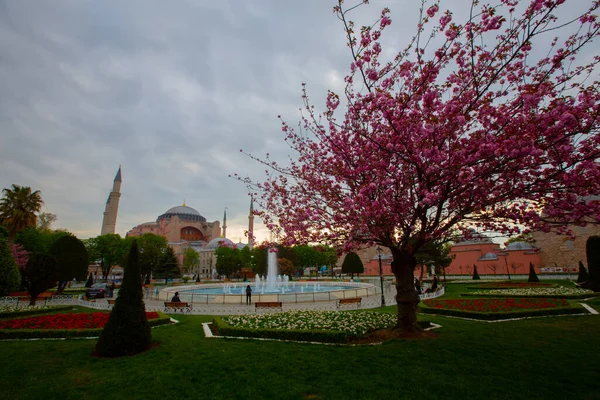 Μπλε Τζαμί Σουλταναχμέτ Τζαμί Και Αγία Σοφία Κίτρινες Τουλίπες Κωνσταντινούπολη — Φωτογραφία Αρχείου