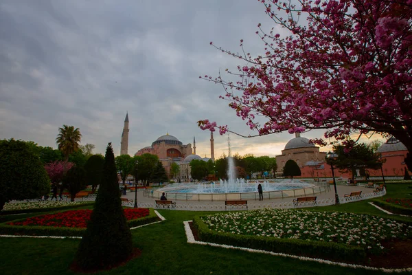 Moschea Blu Moschea Sultanahmet Santa Sofia Tulipani Gialli Istanbul Turchia — Foto Stock