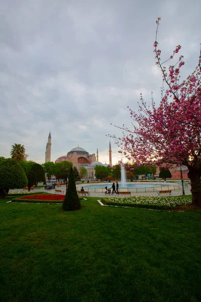 Mavi Cami (Sultanahmet Camii) ve Ayasofya, sarı laleler, İstanbul, Türkiye.