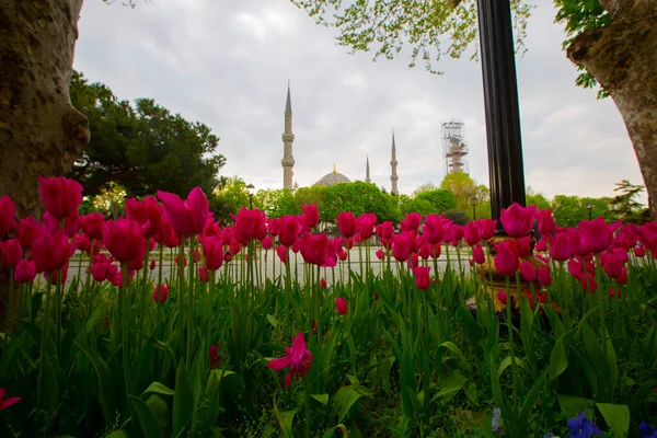 Mosquée Bleue Mosquée Sultanahmet Sainte Sophie Tulipes Jaunes Istanbul Turquie — Photo