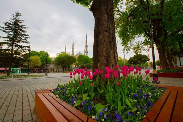 Modrá Mešita Mešita Sultanahmet Hagia Sophia Žluté Tulipány Istanbul Turecko — Stock fotografie