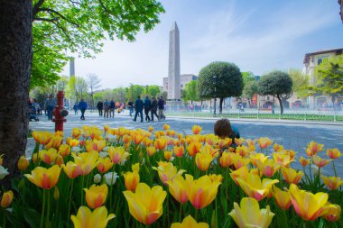 Sultanahmet Meydanı ve Lale Festivali