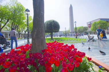 Sultanahmet Meydanı ve Lale Festivali
