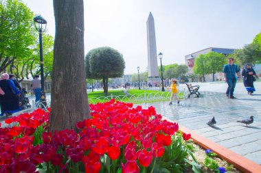 Sultanahmet Meydanı ve Lale Festivali