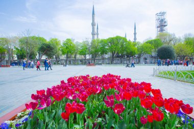 Sultanahmet Meydanı ve Lale Festivali