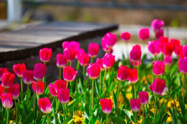 Şehir manzarasında kullanılan laleler