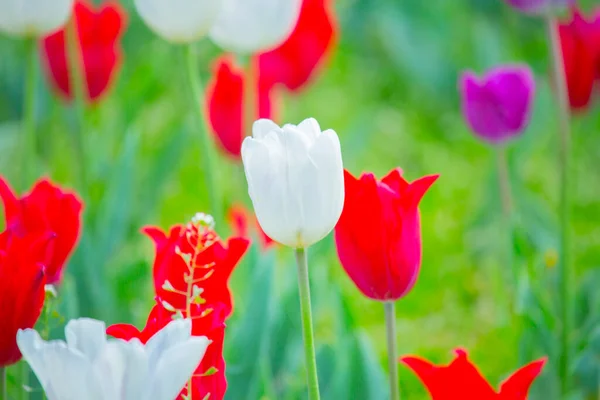 Sultanahmet Square Festival Tulipa — Fotografia de Stock
