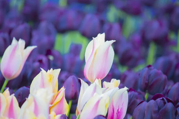 Sultanahmet Square Festival Tulipa — Fotografia de Stock