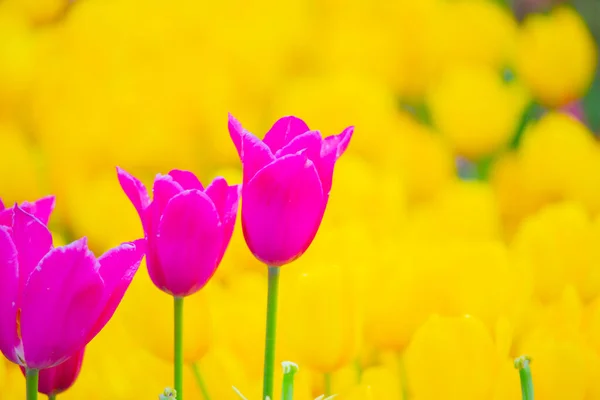 Sultanahmet Square Festival Tulipa — Fotografia de Stock