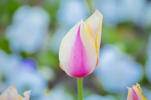 Sultanahmet Platz Und Tulpenfest — Stockfoto