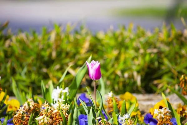 Tulipes Utilisées Dans Paysage Urbain — Photo