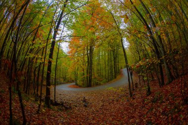 Sonbahar orman manzarası ahşap iskeleli suya yansıyor - Yedigoller Park Bolu, Türkiye 'de sonbahar manzarası (yedi göl)